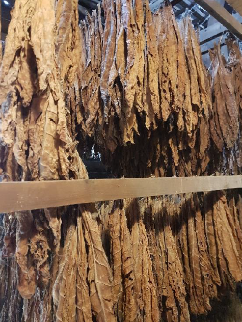 Tabakscheune Lorsch. Eine Reise durch die Geschichte des Tabakanbaus