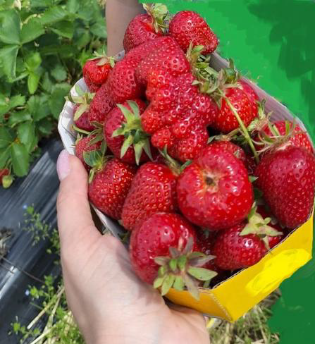 Frische Erdbeeren selbst pflücken – direkt vom Feld!