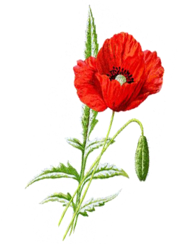 Viel mehr als nur Blumen – Gartenschau im Schwarzwald