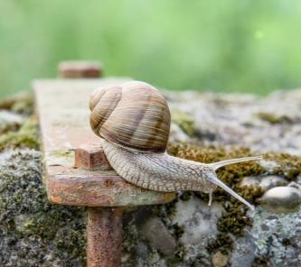 Das Sprichwort für den Monat Januar (2025)